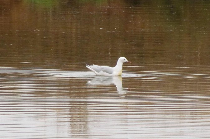 Half-day birdwatching around Tavira - What you may see around the pools