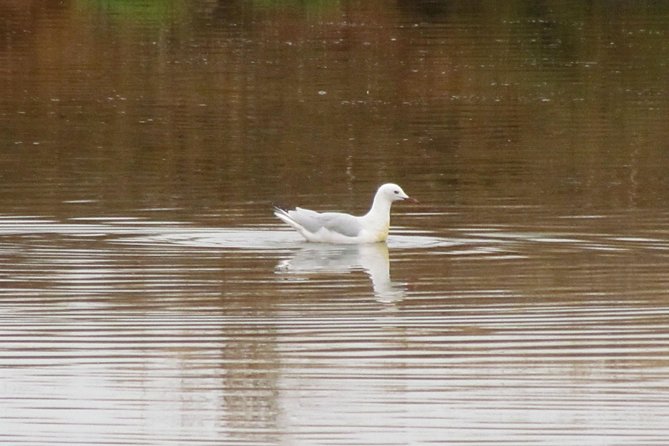 Half-day birdwatching around Tavira - Is the $120.48 price good value?