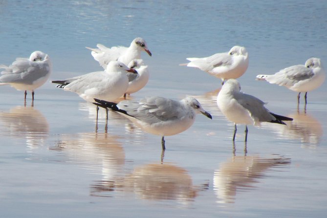 Half-day birdwatching around Tavira - Who should book this birding trip?