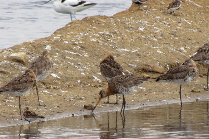 Half-day birdwatching around Tavira - Starting from Lagos at 2 pm