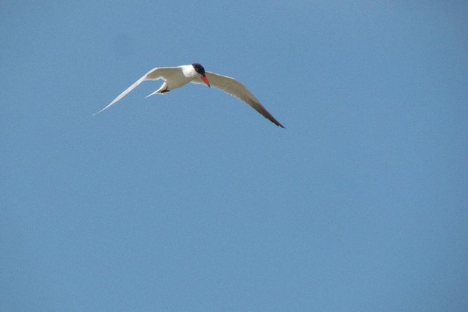 Half-day birdwatching at Alvor dunes - Why Alvor is a good place for a short birdwatching walk