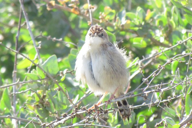 Half-day birdwatching at Alvor dunes - The birds you might see in three hours