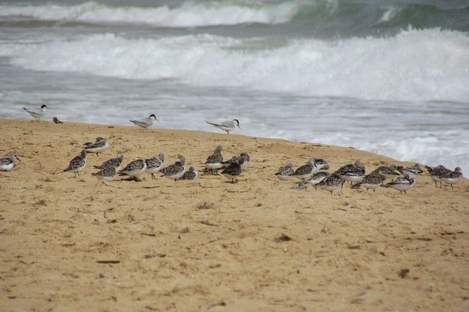 Half-day birdwatching at Alvor dunes - What Guillaume adds to the experience