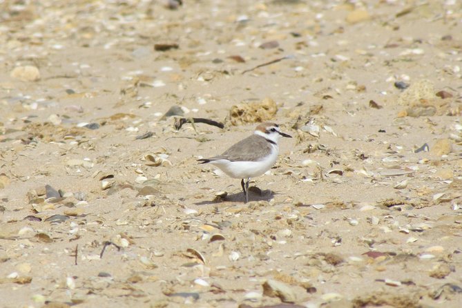 Half-day birdwatching at Alvor dunes - Ending by the beach with a drink or ice cream