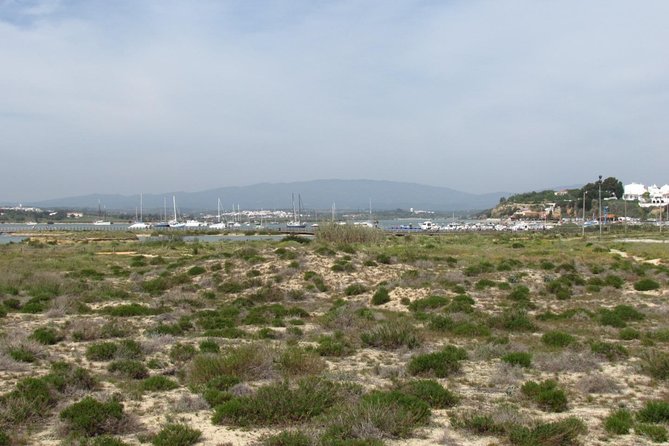 Half-day birdwatching at Alvor dunes - Using the telescope and keeping a bird checklist