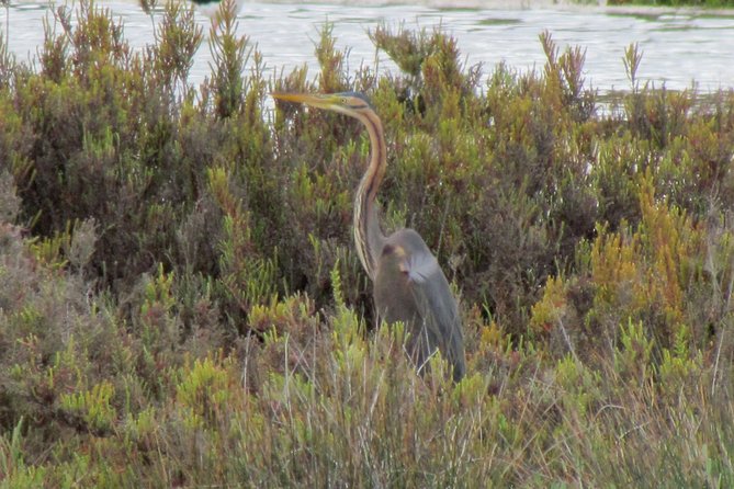 Half-day birdwatching at the Abicada marshed - What you can expect at the Alvor Boardwalk