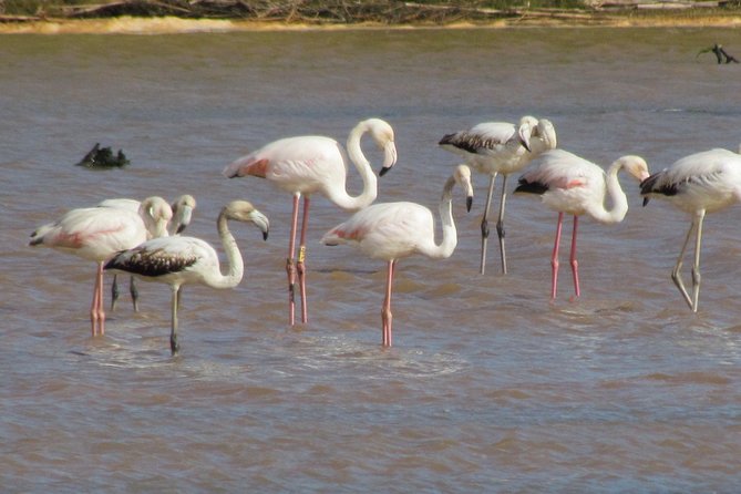 Half-day birdwatching at the Abicada marshed - Why the 7:00 am start is worth considering