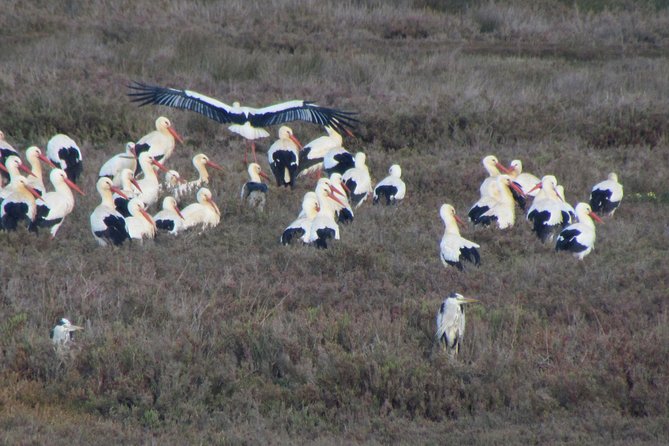 Half-day birdwatching at the Abicada marshed - Practical details before you book