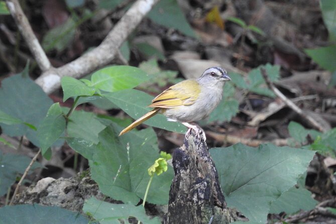 Half-Day Birdwatching Puerto Morelos - Key points at a glance