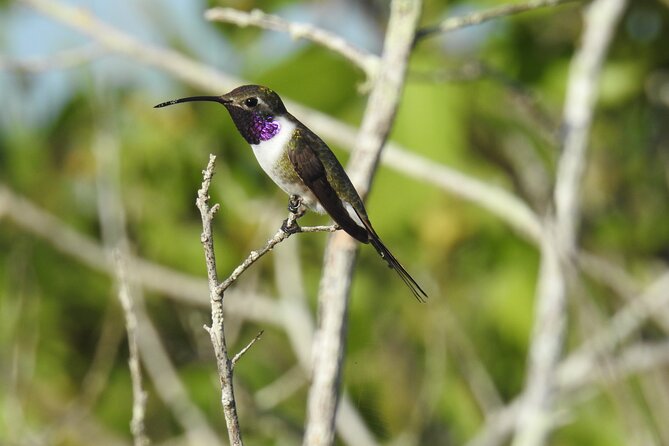 Half-Day Birdwatching Puerto Morelos - Walking the Ruta de los Cenotes