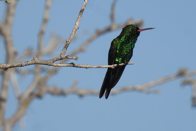 Half-Day Birdwatching Puerto Morelos - A small shared group with more time to ask questions