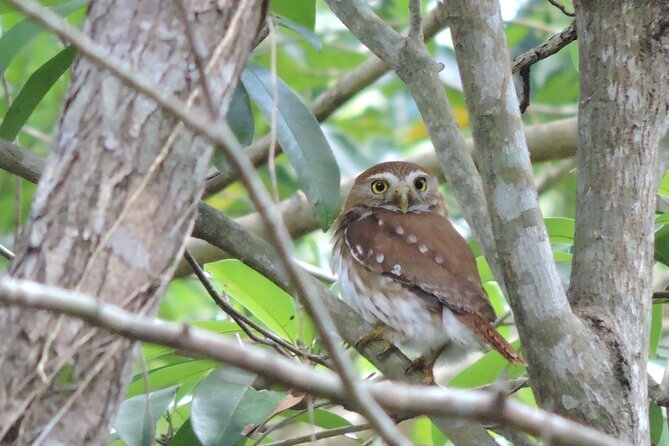 Half-Day Birdwatching Puerto Morelos - Six hours for a focused nature break