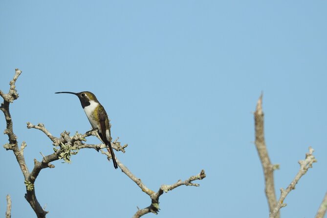 Half-Day Birdwatching Puerto Morelos - Is the $135 price good value?