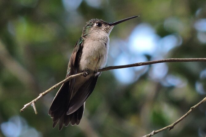 Half-Day Birdwatching Puerto Morelos - Weather, timing, and what to expect on the day