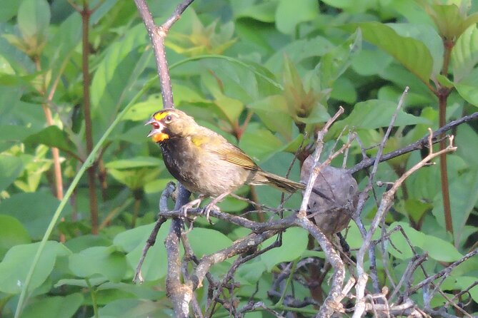 Half-Day Birdwatching Puerto Morelos - Who will enjoy this Puerto Morelos outing?