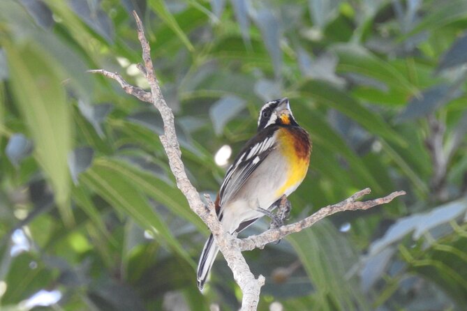 Half-Day Birdwatching Puerto Morelos - What you might see, from toucans to a pygmy owl