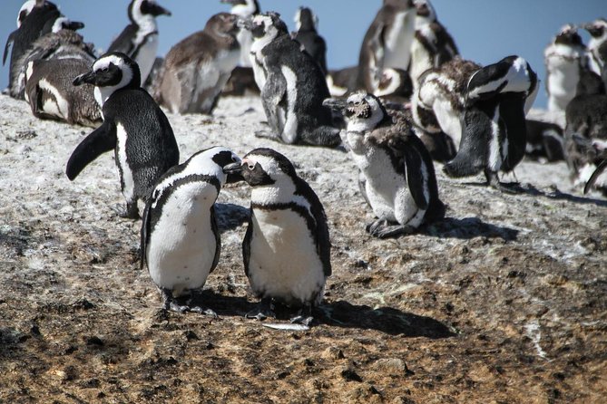 Half Day Boulders Penguins and Cape Point Small Group Tour - Chapman’s Peak Drive on the return