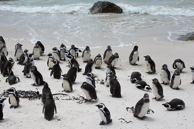 Half Day Boulders Penguins and Cape Point Small Group Tour - Boulders Beach and the African penguin colony