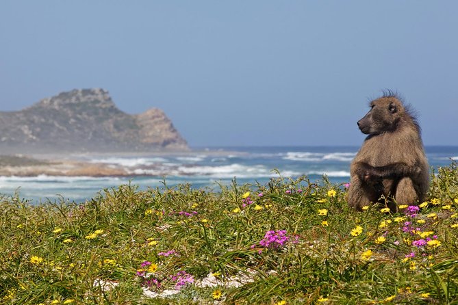 Half day Cape Point Sightseeing Tour with Penguins from Cape Town - What this half-day Cape Point tour really delivers