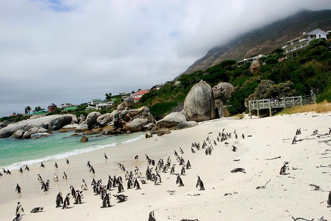 Half day Cape Point Sightseeing Tour with Penguins from Cape Town - Chapmans Peak, the road worth watching
