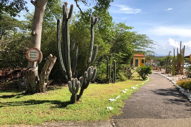 Half Day Hato Cave, Flamingo & Beach Tour - What this four-hour Curaçao outing is trying to do