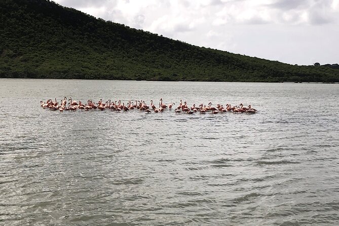 Half Day Hato Cave, Flamingo & Beach Tour - Sint Michiel salt flats and the flamingo question