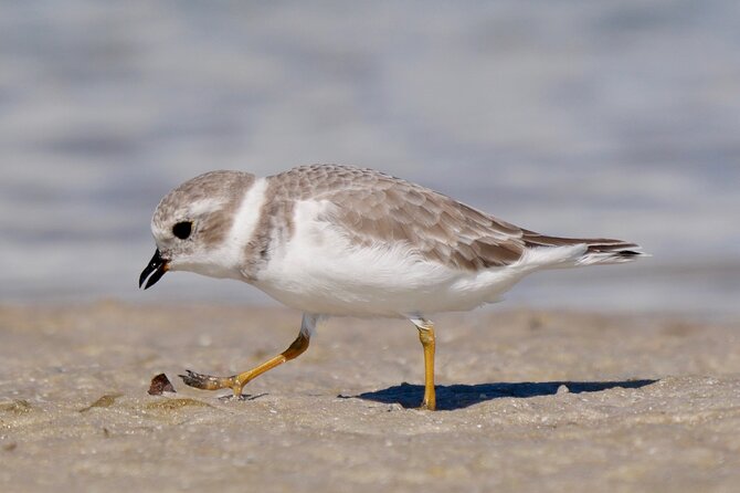 Half-Day Private Bird Tour of Fort De Soto Park in St. Petersburg - 2 person max - Why Fort De Soto works so well for a half-day bird tour