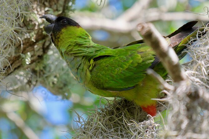 Half-Day Private Bird Tour of Fort De Soto Park in St. Petersburg - 2 person max - Starting at 7:00 am on the north shore