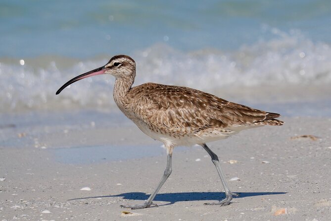 Half-Day Private Bird Tour of Fort De Soto Park in St. Petersburg - 2 person max - The fort area and its paved walking surfaces