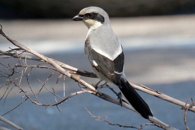 Half-Day Private Bird Tour of Fort De Soto Park in St. Petersburg - 2 person max - Forest edges near the fort and the raptor of songbirds