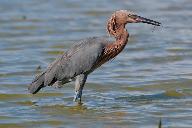Half-Day Private Bird Tour of Fort De Soto Park in St. Petersburg - 2 person max - What the $325 price means