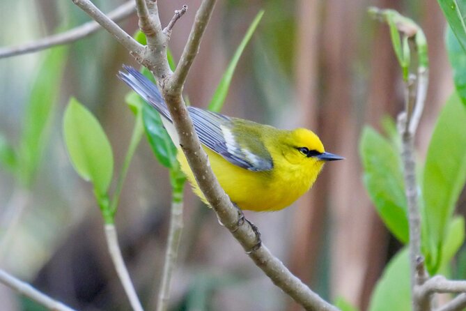 Half-Day Private Bird Tour of Fort De Soto Park in St. Petersburg - 2 person max - North Shore Beach: shorebirds at first light