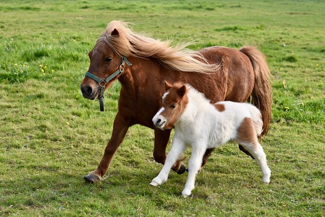 Half Day Private Tour with Puffins, Ponies and Past Shetland - Why this short Shetland tour works so well