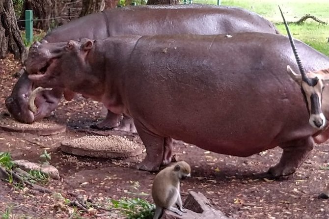 Haller Park Tour observing hippos, giraffes, birds, monkeys, crocs & others - Giraffe feeding brings the closest contact