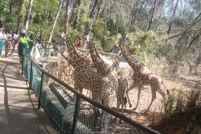 Haller Park Tour observing hippos, giraffes, birds, monkeys, crocs & others - The wider animal list adds variety