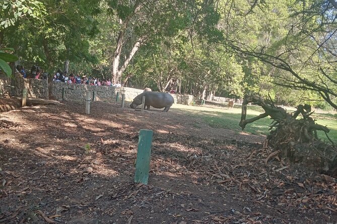 Haller Park Tour observing hippos, giraffes, birds, monkeys, crocs & others - Four hours is a sensible half-day plan