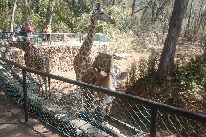 Haller Park Tour observing hippos, giraffes, birds, monkeys, crocs & others - Communication and private service