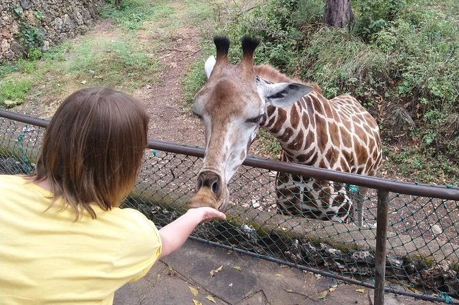 Haller Park Tour observing hippos, giraffes, birds, monkeys, crocs & others - Hippos and crocodiles are tied to the clock
