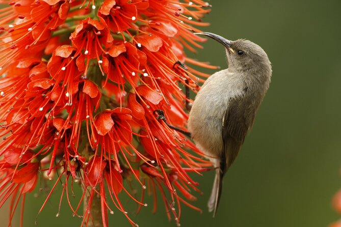 Hermanus & Overberg Birding - Why Hermanus birding deserves more than a whale stop