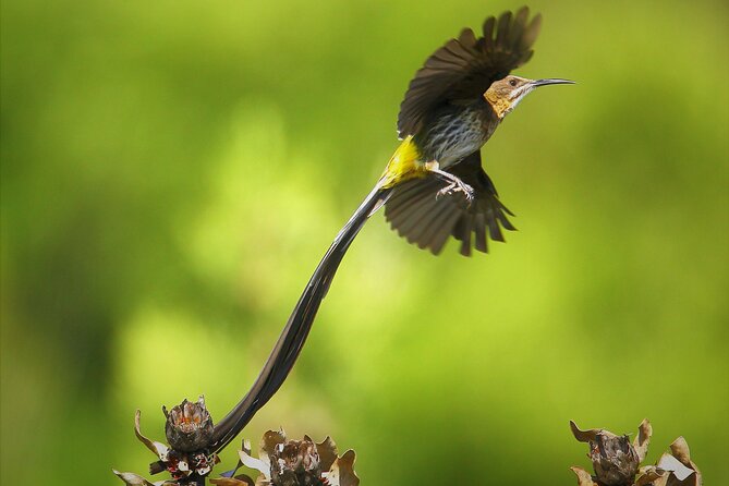 Hermanus & Overberg Birding - Meeting at the Whale Museum at 6:30 am