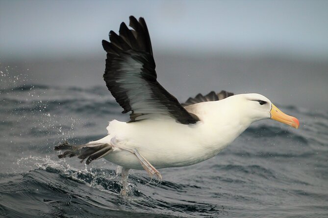Hermanus & Overberg Birding - Gear, comfort, and the early-hour trade-off