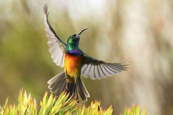 Hermanus & Overberg Birding - Weather and cancellation flexibility