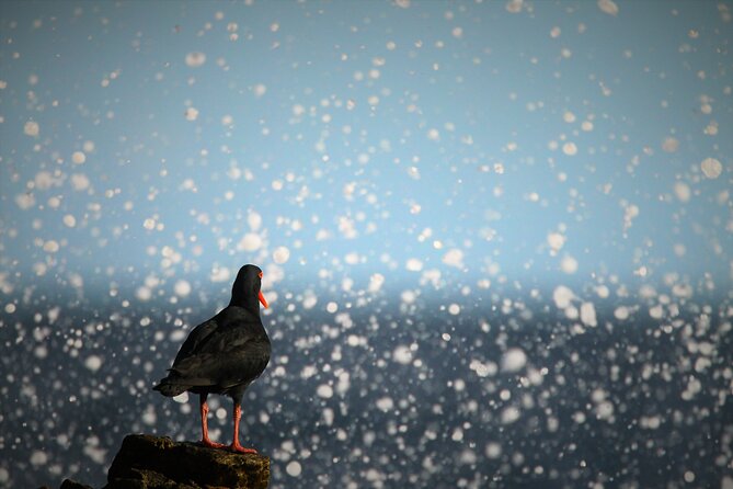 Hermanus & Overberg Birding - Who will enjoy this Hermanus bird tour?