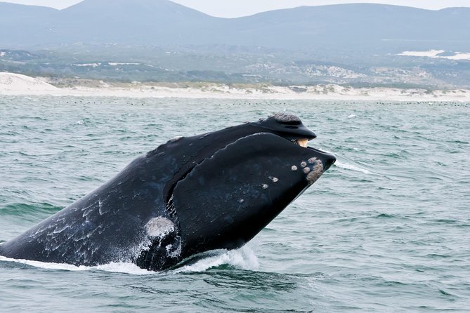 Hermanus Whale Watching & Penguins Shared Tour from Cape Town - Key points before you book
