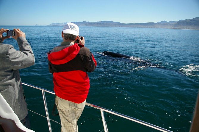 Hermanus Whale Watching & Penguins Shared Tour from Cape Town - What to expect on the whale boat