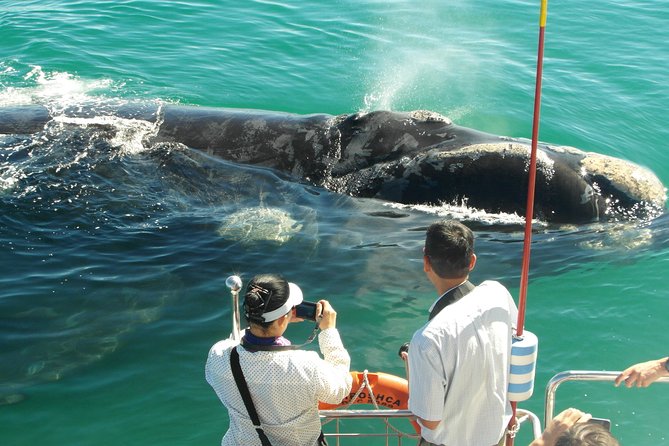 Hermanus Whale Watching & Penguins Shared Tour from Cape Town - A relaxed lunch stop at Fusion Restaurant