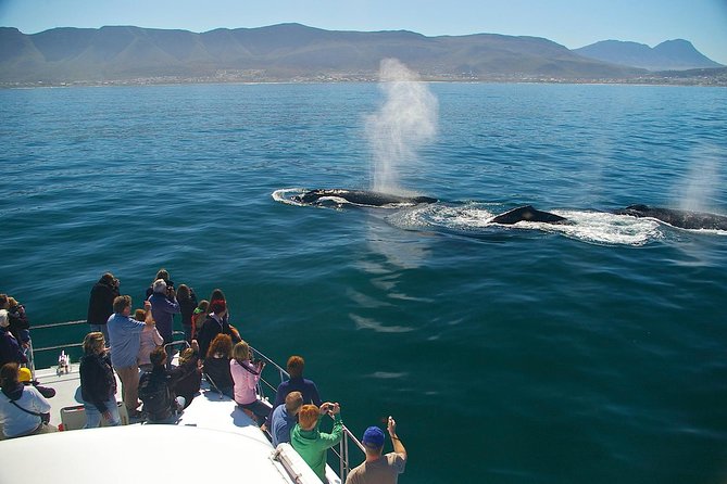 Hermanus Whale Watching & Penguins Shared Tour from Cape Town - Meeting the African penguins at Stony Point