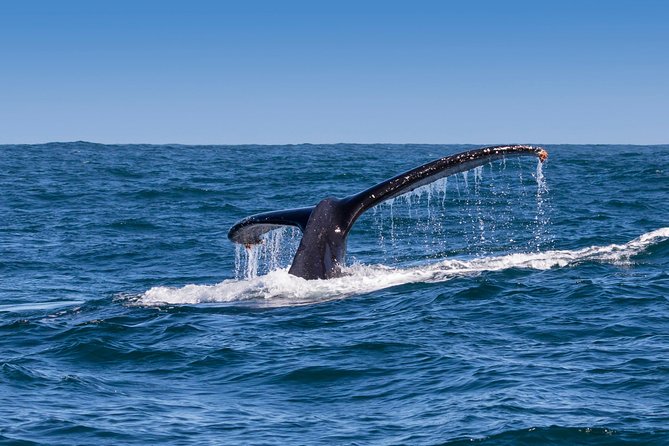 Hermanus Whale Watching & Penguins Shared Tour from Cape Town - The return to Cape Town