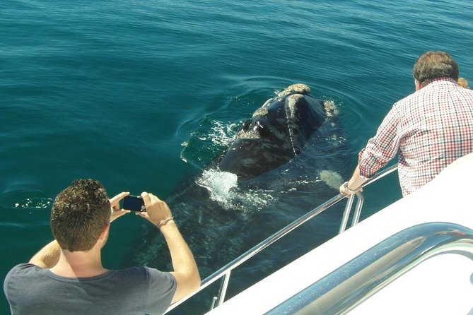 Hermanus Whale Watching & Penguins Shared Tour from Cape Town - How the price compares with the experience