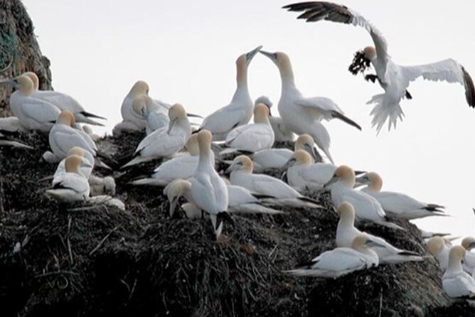 Honningsvåg Shore Bird Safari Adventure - Key points to know before you book